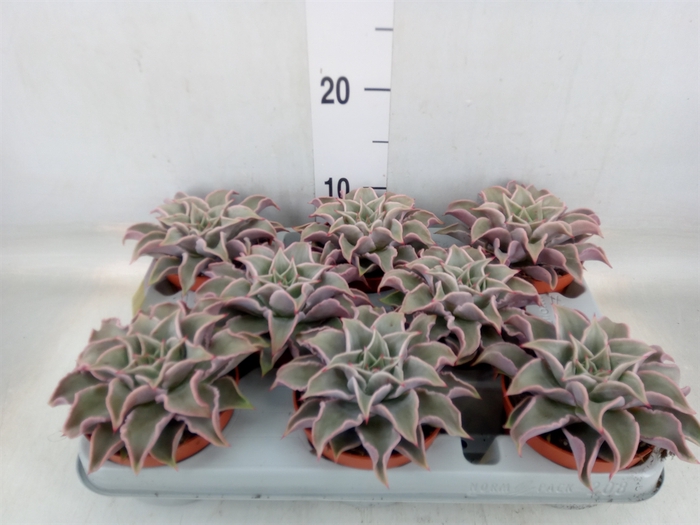 <h4>Echeveria   ...</h4>
