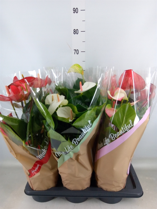 <h4>Anthurium   ...mix 4</h4>