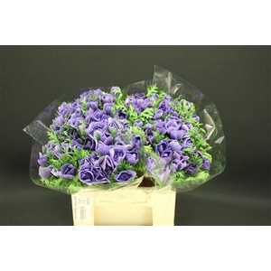 Anem Levante D Blue X100