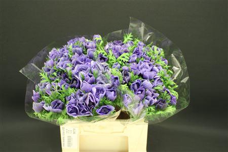 <h4>Anem Levante D Blue X100</h4>