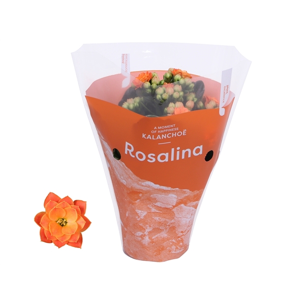 <h4>Kalanchoe Rosalina 07cm TST Don Pedro, Oranje hoes</h4>