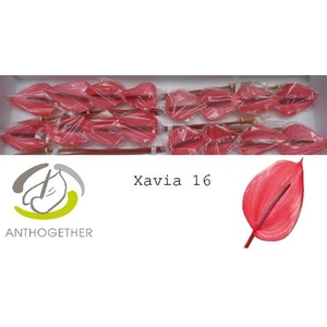 Anth A Xavia 11 cm X16 Oosterzon