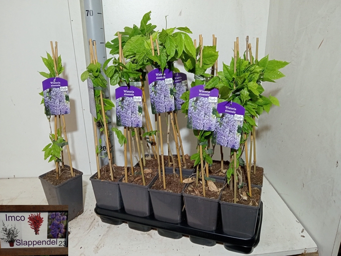 <h4>WIST SINENSIS</h4>