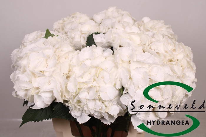 <h4>HYDR M ROYAL PRINCES</h4>