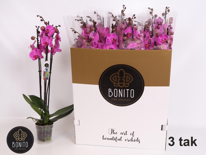 <h4>PHAL OV ROZE</h4>