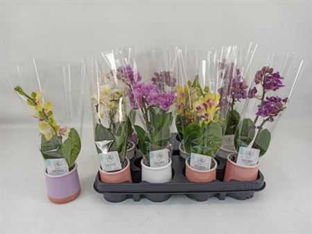 Phal Mini In Mix Keramiek