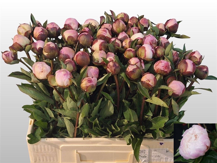 <h4>Paeo Gardenia</h4>