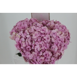 HORTENSIA FORCE 060 CM ROSA
