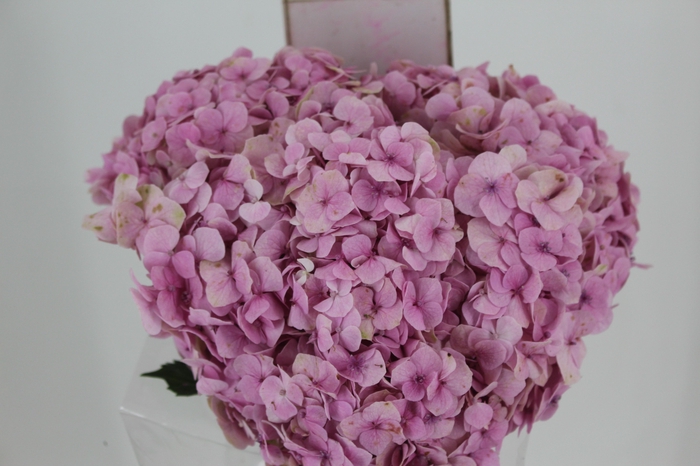 <h4>HORTENSIA FORCE 060 CM ROSA</h4>