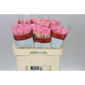Rosa Gr Wham