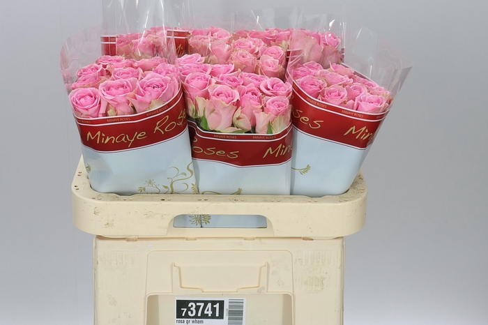 <h4>Rosa Gr Wham</h4>