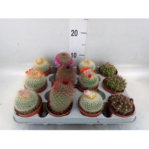 Cactus   ...flowering mix