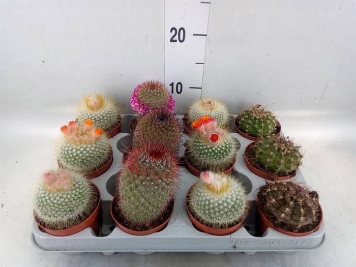 <h4>Cactus ...flowering mix</h4>