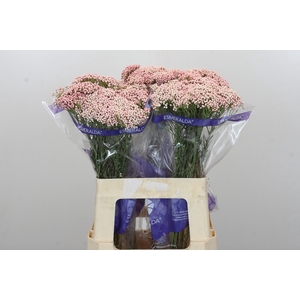 Ozothamnus Cooks Pink