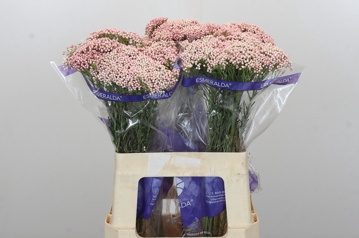Ozothamnus Cooks Pink