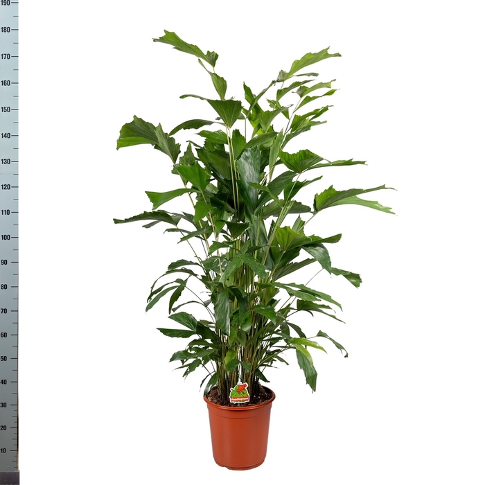 <h4>CARYOTA MITIS</h4>