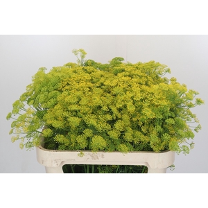 Anethum Graveolens