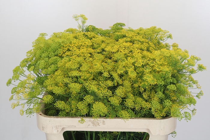 <h4>Anethum Graveolens</h4>