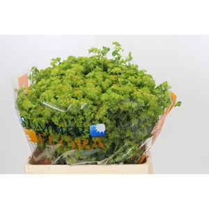 Bupleurum Griffithii