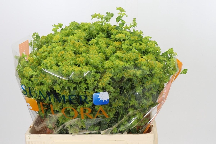 <h4>Bupleurum Griffithii</h4>