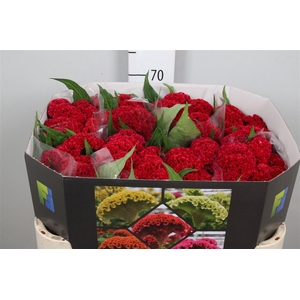 Cel C Reprise Velvet