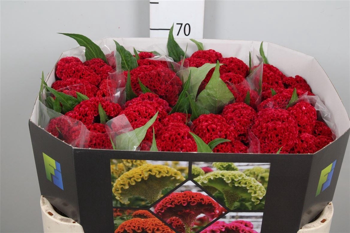 <h4>Cel C Reprise Velvet</h4>