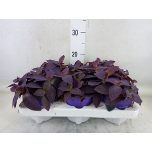 Tradescantia   ...