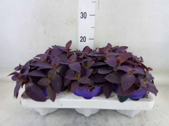 <h4>Tradescantia   ...</h4>