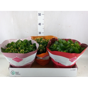 Kalanchoe blos.   ..mix 5