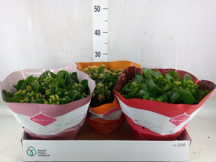 <h4>Kalanchoe blos.   ..mix 5</h4>