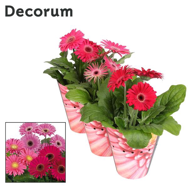 <h4>Gerbera 2-bl Purple Potcover</h4>