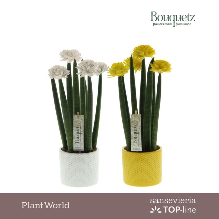 <h4>Sansevieria TOP-line Bouquetz Easter Mix in Dots keramiek</h4>
