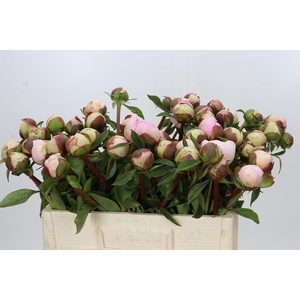 Paeonia Angel Cheeks