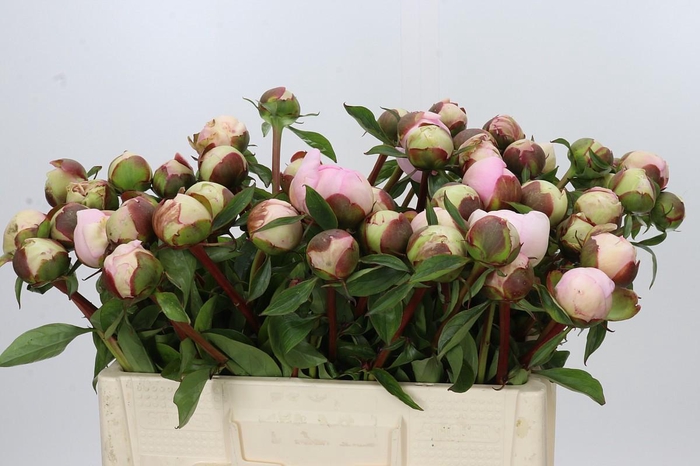 <h4>Paeonia Angel Cheeks</h4>
