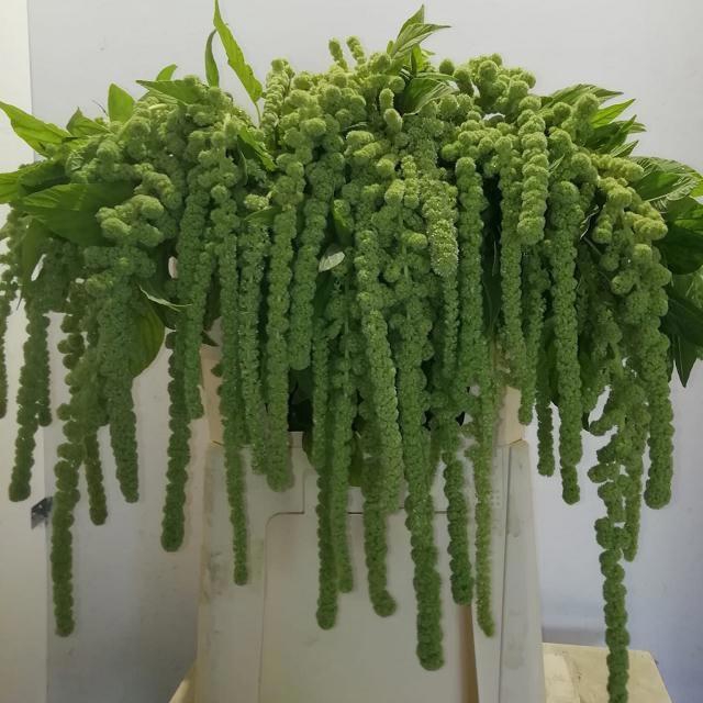 <h4>AMAR CA CYCLOOP</h4>