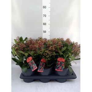 Skimmia jap. 'Rubella'