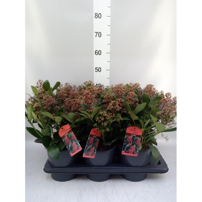 <h4>Skimmia jap. 'Rubella'</h4>