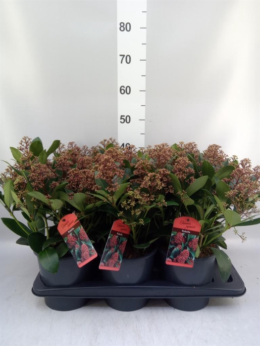 Skimmia jap. 'Rubella'