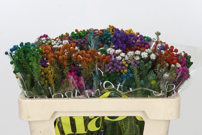 <h4>Kaaps Groen Palaecea Mix</h4>