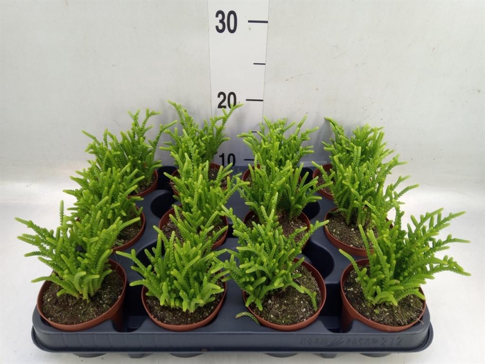 <h4>Crassula   ...</h4>