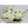 Dahlia White Cap