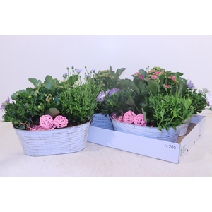 ARR TUINPLANTEN