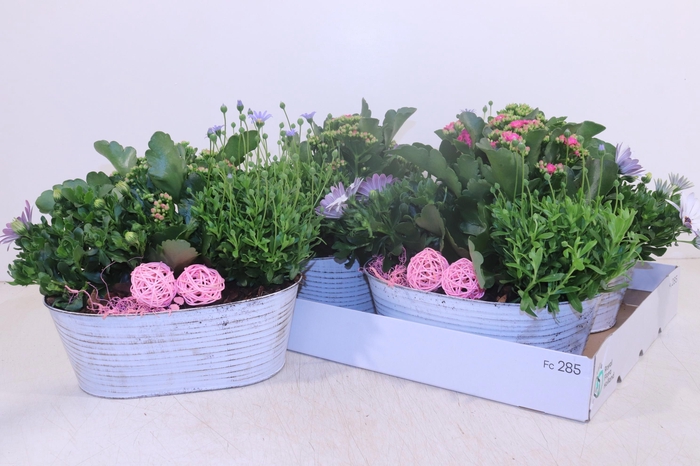 <h4>ARR TUINPLANTEN</h4>