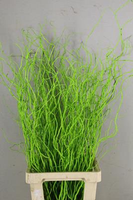 <h4>Salix Tortuosa Apple Green</h4>