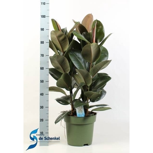 Ficus elastica Cloe 27Ø 100cm 3pp