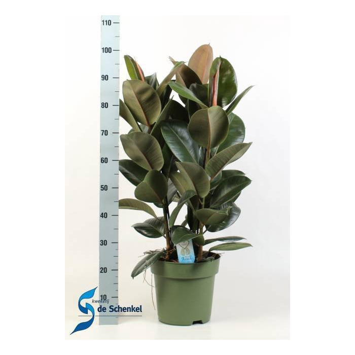 <h4>Ficus elastica Cloe 27Ø 100cm 3pp</h4>