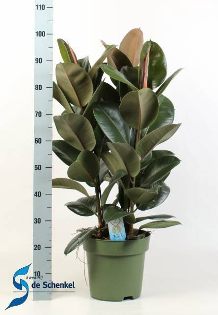 Ficus elastica Cloe 27Ø 100cm 3pp