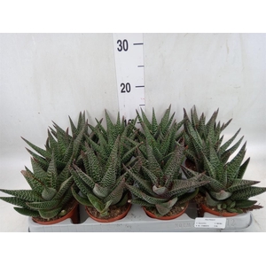 xGasterhaworthia  'Royal Highness'