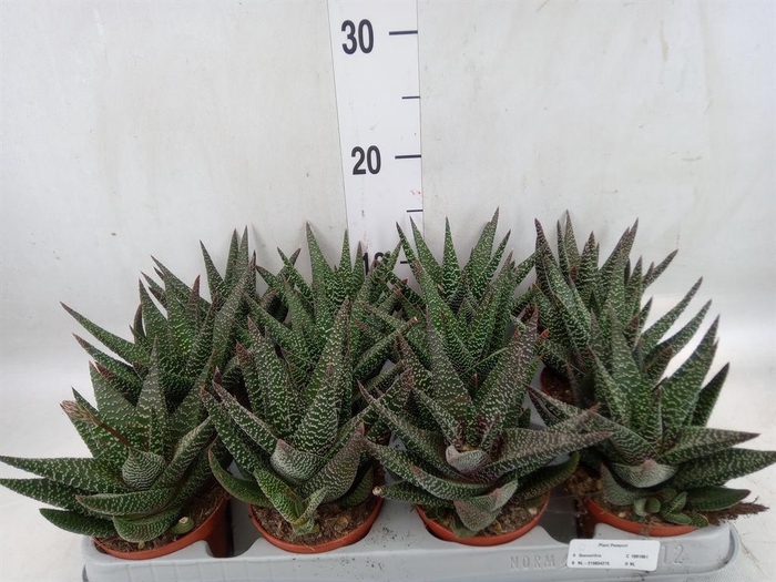 <h4>xGasterhaworthia  'Royal Highness'</h4>