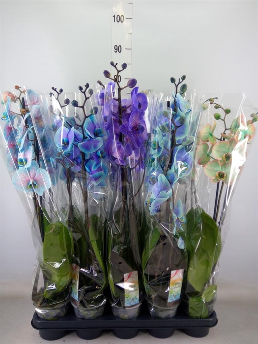 <h4>Phalaenopsis   ...</h4>